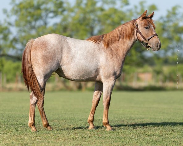 Image for 2025 Stuart Ranch Production Sale