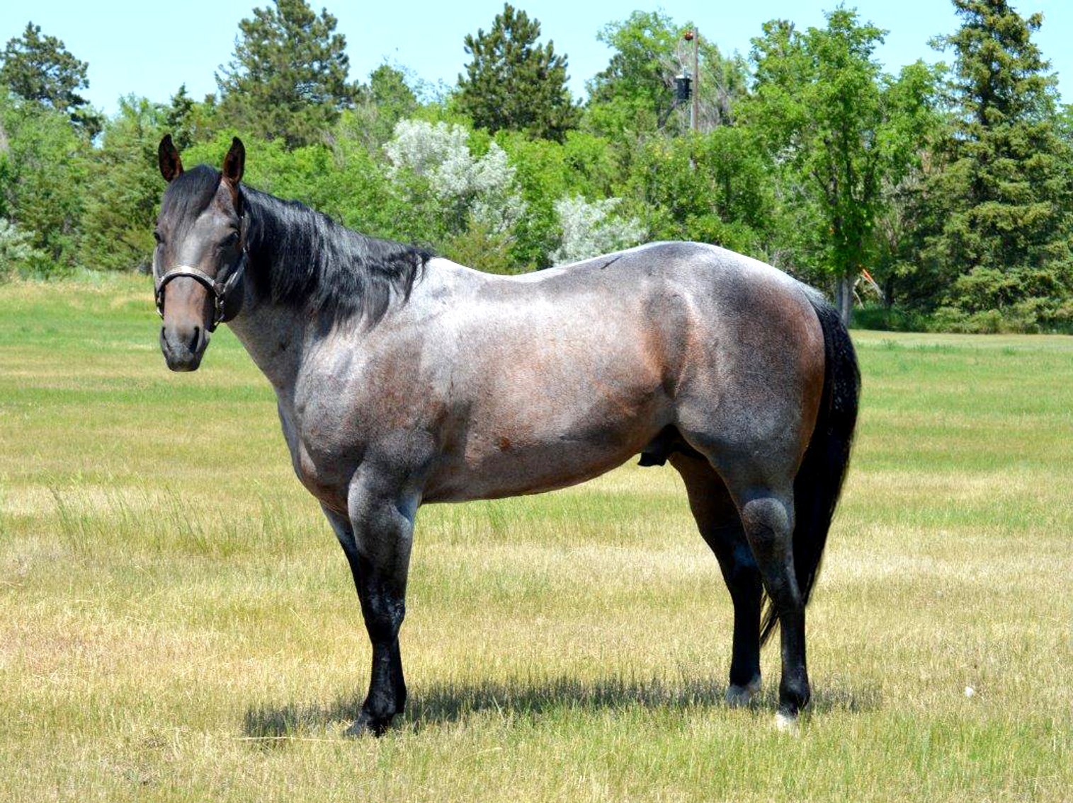 Image for 20th Annual Lauing Milliron L Ranch QH Production Sale