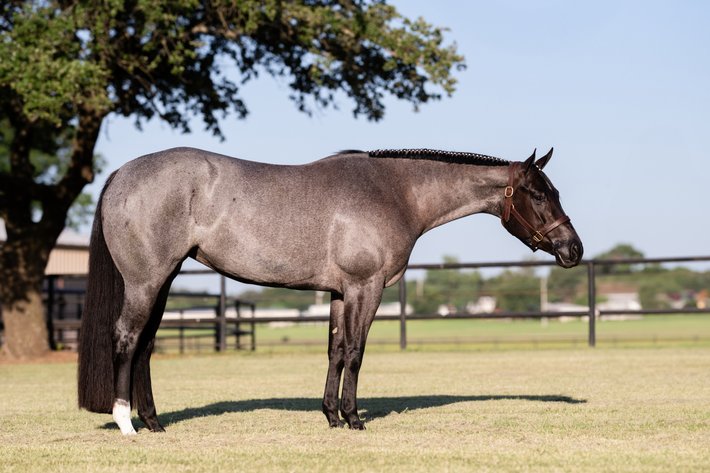 Image for The Vital Spotlight Sale