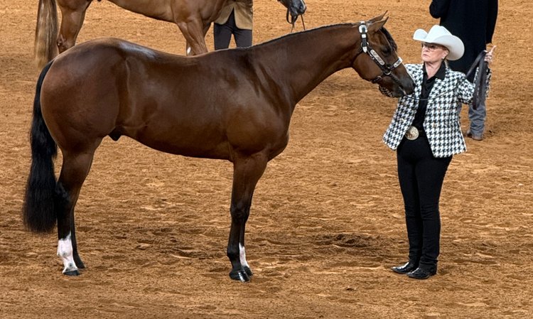 Image for WCHA Diamond in the Rough Online Auction