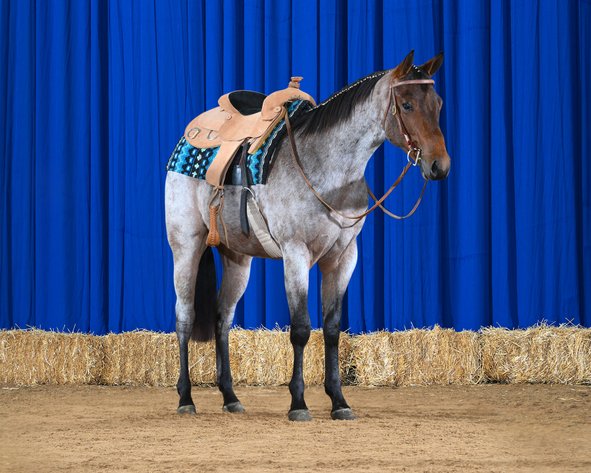 Image for Penn State University 24th Annual QH Sale