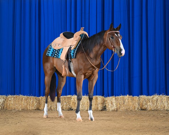 Image for Penn State University 24th Annual QH Sale
