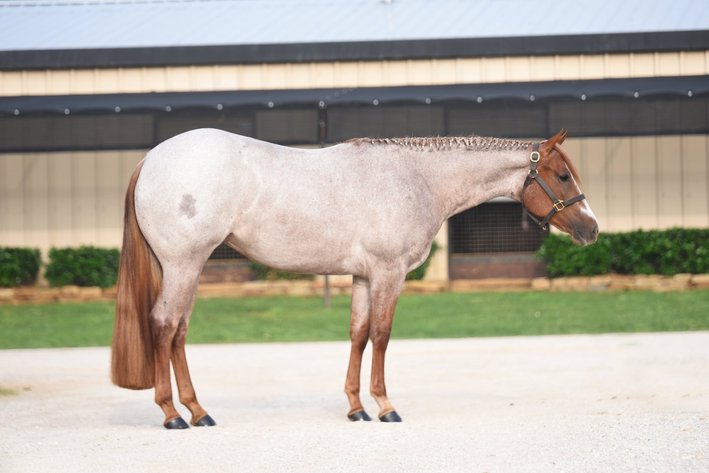 Image for The Galyean Select Sale