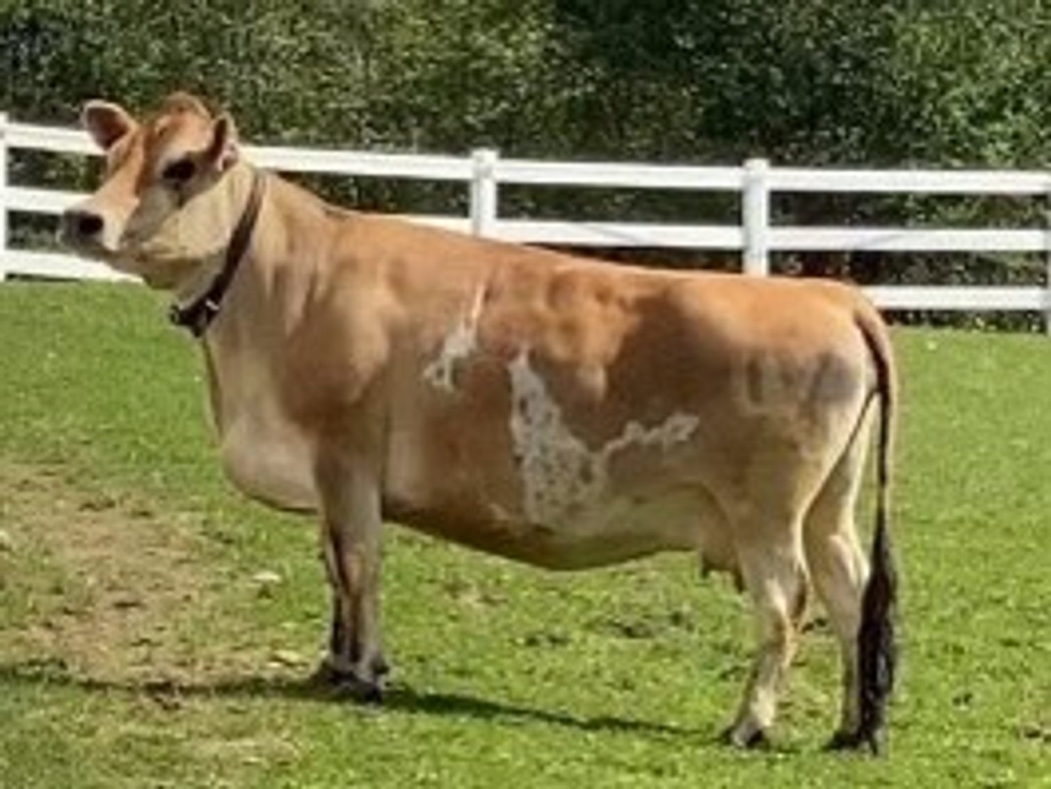 Image for Hamilton County Horse & Tack Sale -SATURDAY October 19th - Noblesville, IN