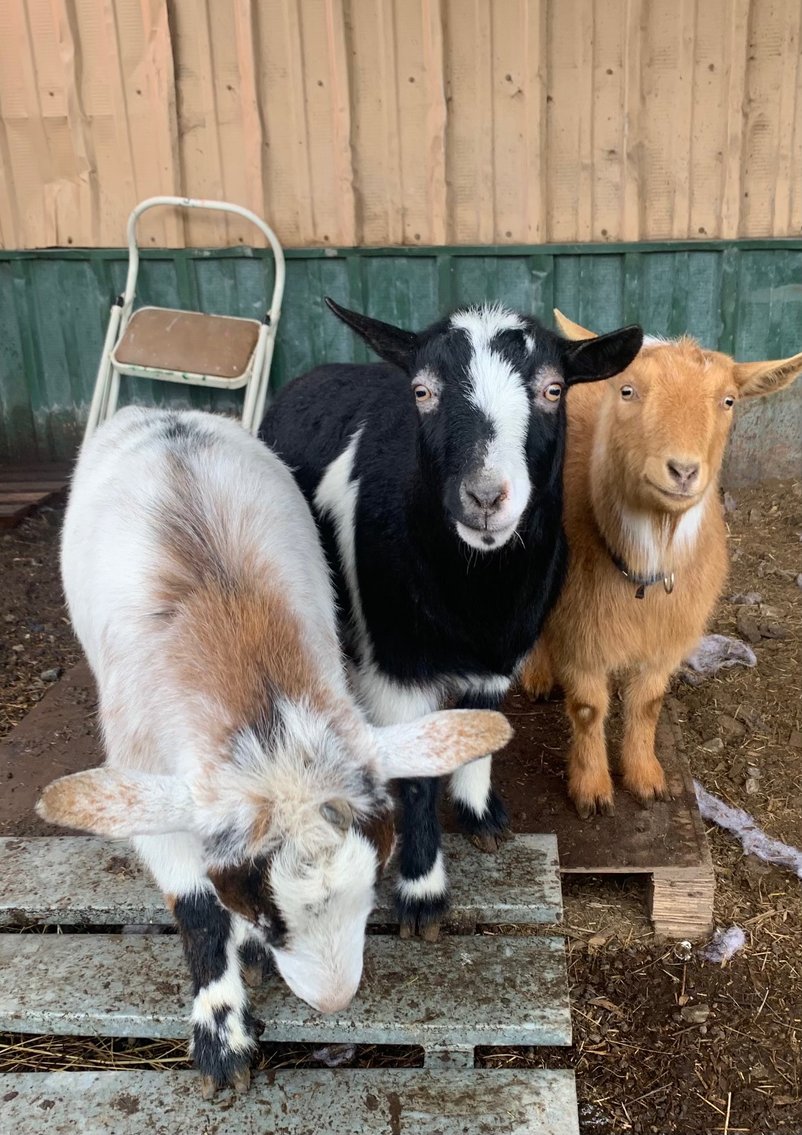 Image for Hamilton County Horse & Tack Sale -SATURDAY January 18th - Noblesville, IN