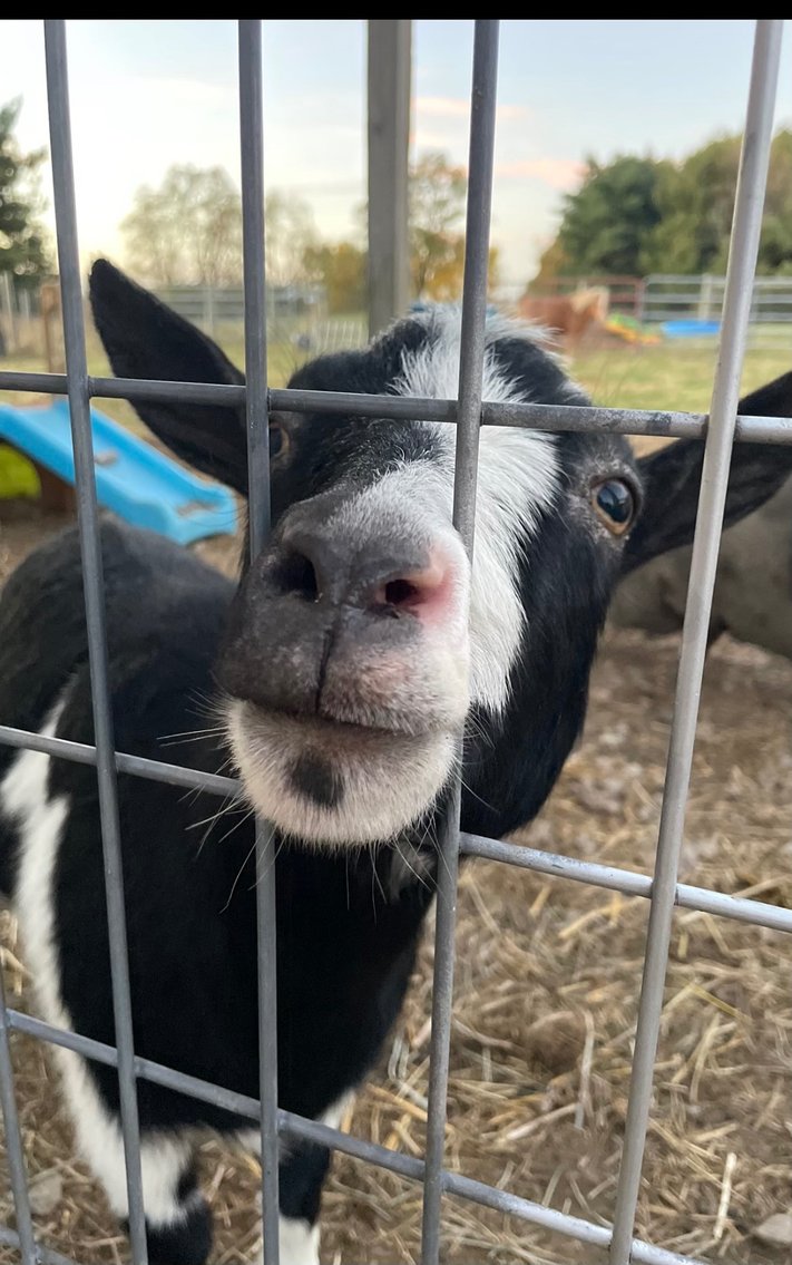 Image for Hamilton County Horse & Tack Sale -SATURDAY January 18th - Noblesville, IN