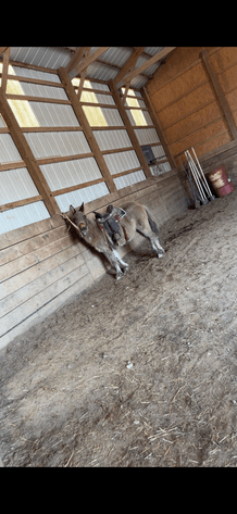 Image for Hamilton County Horse & Tack Sale -SATURDAY June 21st - Noblesville, IN