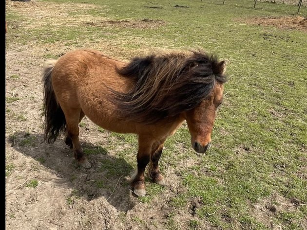 Image for Hamilton County Horse & Tack Sale -SATURDAY June 21st - Noblesville, IN