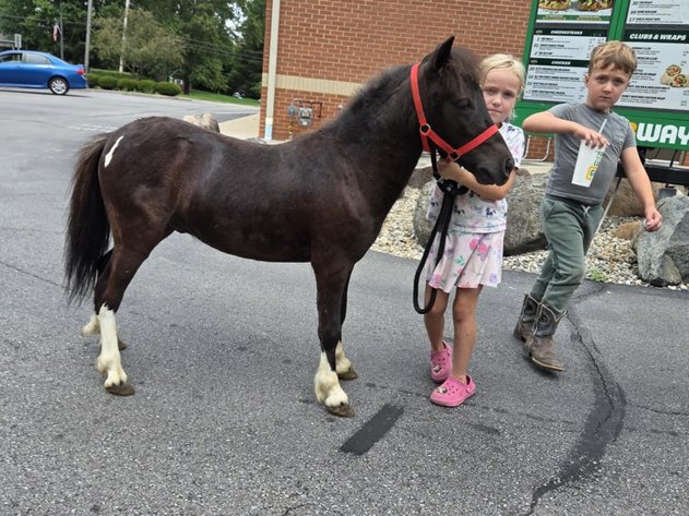 Image for Hamilton County Horse & Tack Sale -SATURDAY July 19th - Noblesville, IN
