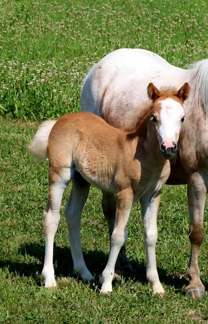 Image for Hamilton County Horse & Tack Sale -SATURDAY -September 6th- Noblesville, IN