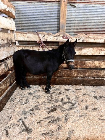 Image for Hamilton County Horse & Tack Sale -SATURDAY -September 20th- Noblesville, IN