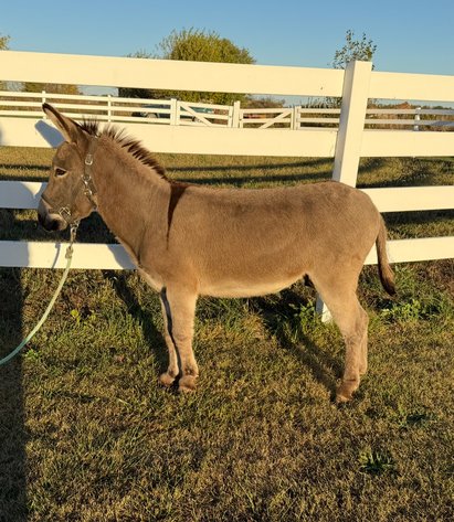 Image for Hamilton County Horse & Tack Sale -SATURDAY -October 18th- Noblesville, IN