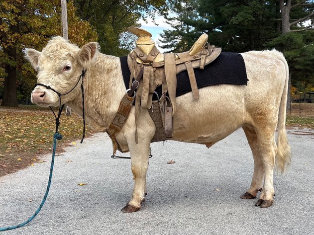 Image for Hamilton County Horse & Tack Sale HARVEST SPECIAL -SATURDAY -November 1st - Noblesville, IN