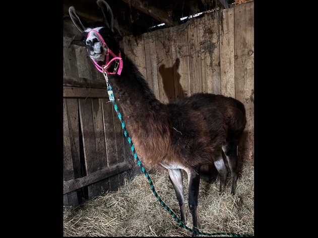 Image for Christmas Classic-Hamilton County Horse & Tack Sale -SATURDAY December 6th-  Noblesville, IN