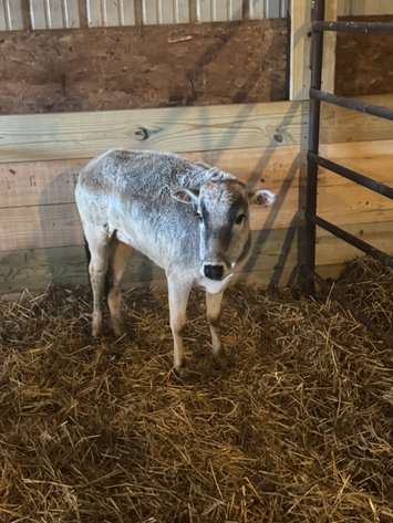 Image for Christmas Classic-Hamilton County Horse & Tack Sale -SATURDAY December 6th-  Noblesville, IN