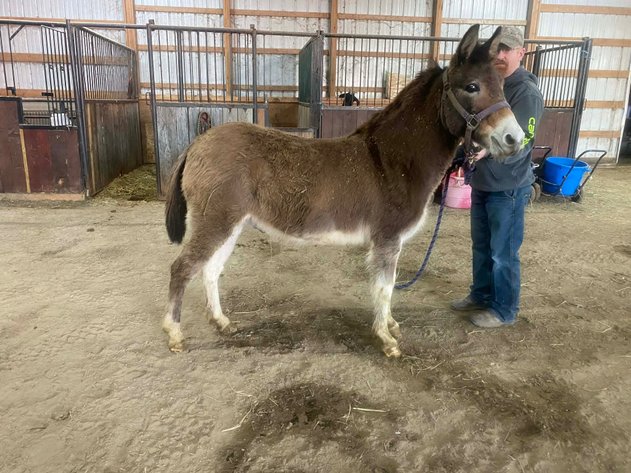 Image for Hamilton County Horse & Tack Sale -SATURDAY February 21st -  Noblesville, IN