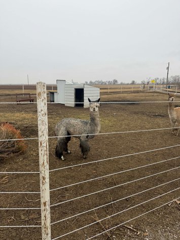 Image for Hamilton County Horse & Tack Sale -SATURDAY March 7th -  Noblesville, IN