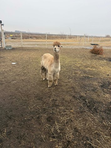 Image for Hamilton County Horse & Tack Sale -SATURDAY March 7th -  Noblesville, IN