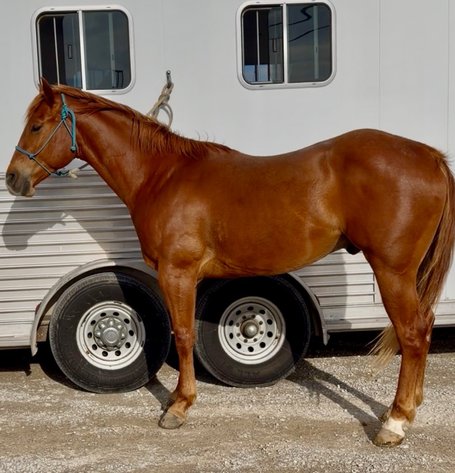 Image for Hamilton County Horse & Tack Sale -SATURDAY April 18th -  Noblesville, IN