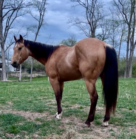 Image for Hamilton County Horse & Tack Sale -SATURDAY April 18th -  Noblesville, IN