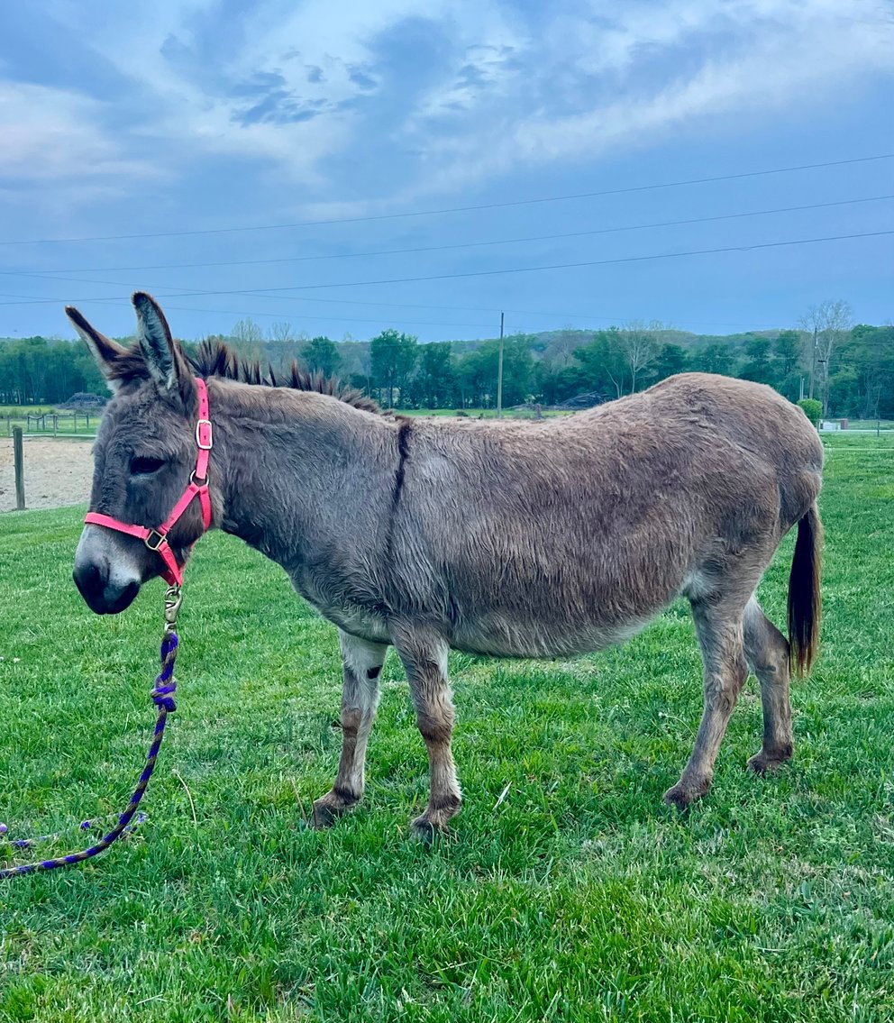 Image for Hamilton County Horse & Tack Sale -SATURDAY April 18th -  Noblesville, IN