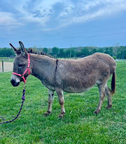 Image for Hamilton County Horse & Tack Sale -SATURDAY April 18th -  Noblesville, IN