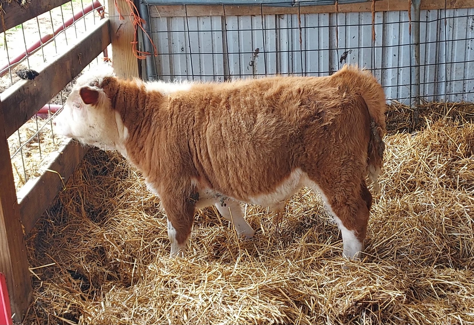 Image for Hamilton County Horse & Tack Sale -SATURDAY April 18th -  Noblesville, IN