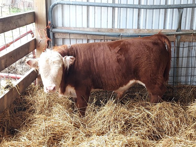 Image for Hamilton County Horse & Tack Sale -SATURDAY April 18th -  Noblesville, IN