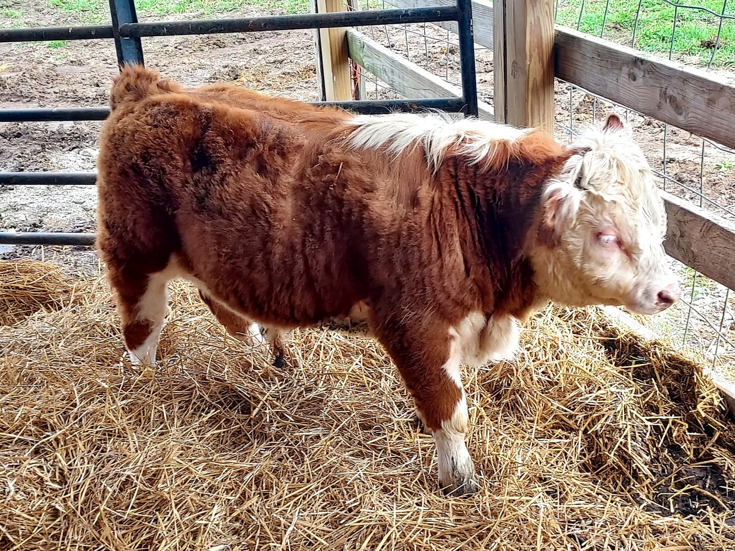 Image for Hamilton County Horse & Tack Sale -SATURDAY April 18th -  Noblesville, IN