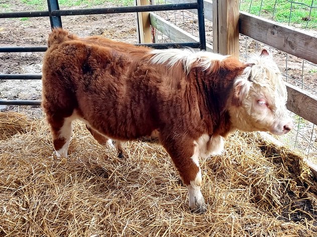 Image for Hamilton County Horse & Tack Sale -SATURDAY April 18th -  Noblesville, IN