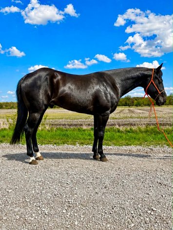 Image for Hamilton County Horse & Tack Sale -SATURDAY May 2nd -  Noblesville, IN
