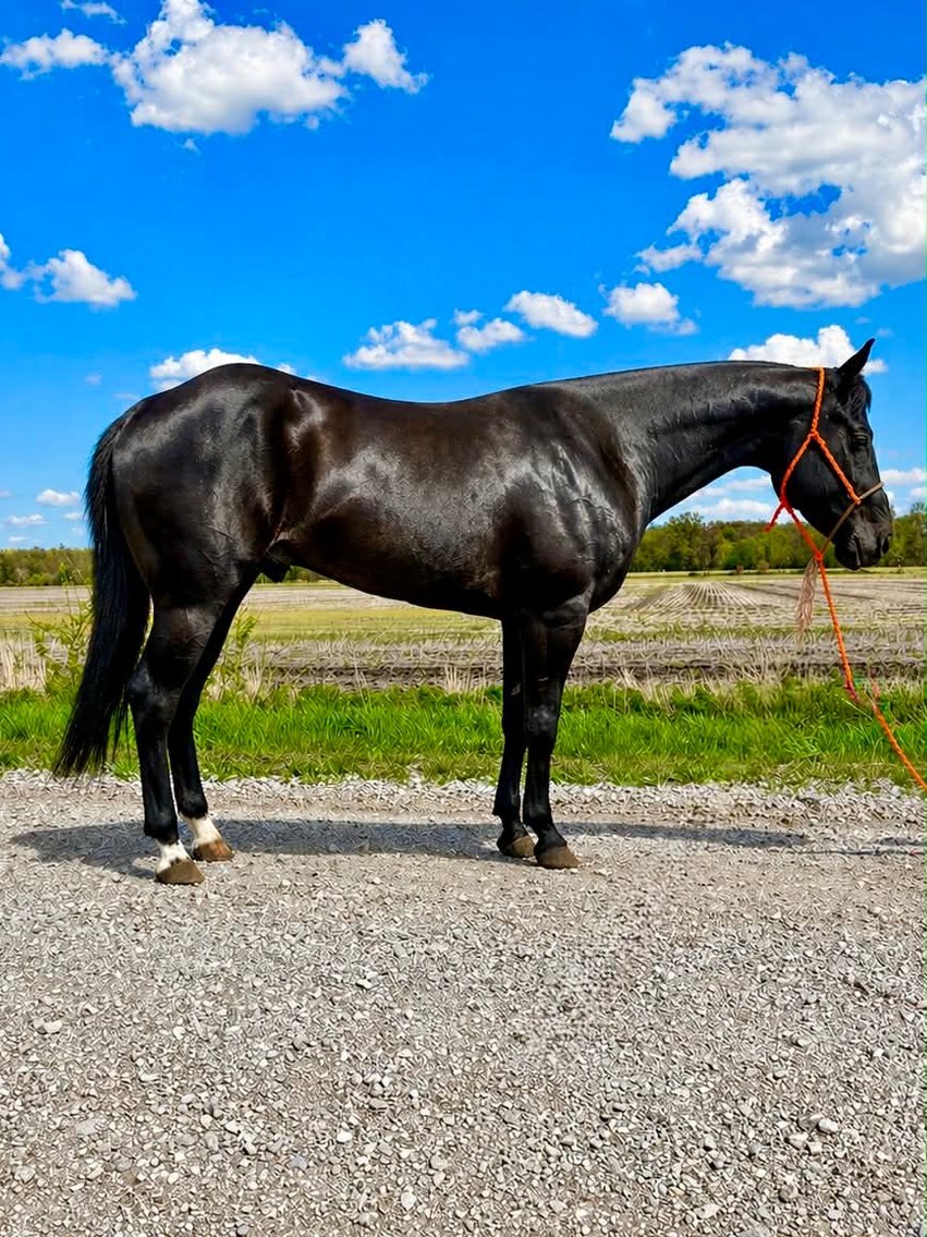 Image for Hamilton County Horse & Tack Sale -SATURDAY May 2nd -  Noblesville, IN