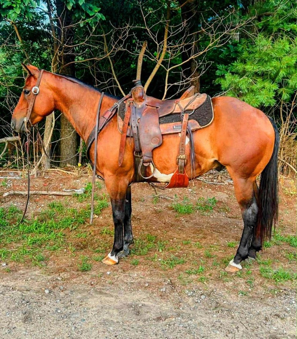 Image for Hamilton County Horse & Tack Sale -SATURDAY May 2nd -  Noblesville, IN