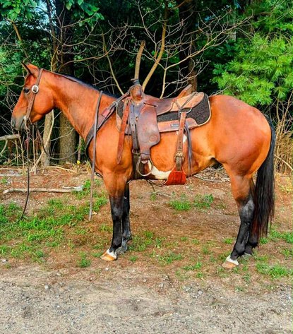 Image for Hamilton County Horse & Tack Sale -SATURDAY May 2nd -  Noblesville, IN