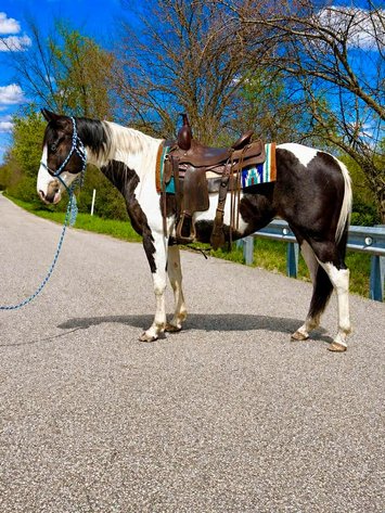 Image for Hamilton County Horse & Tack Sale -SATURDAY May 2nd -  Noblesville, IN