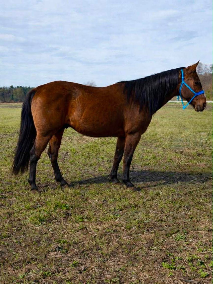 Image for Hamilton County Horse & Tack Sale -SATURDAY May 2nd -  Noblesville, IN