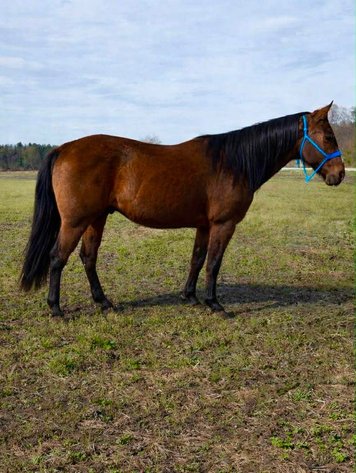 Image for Hamilton County Horse & Tack Sale -SATURDAY May 2nd -  Noblesville, IN
