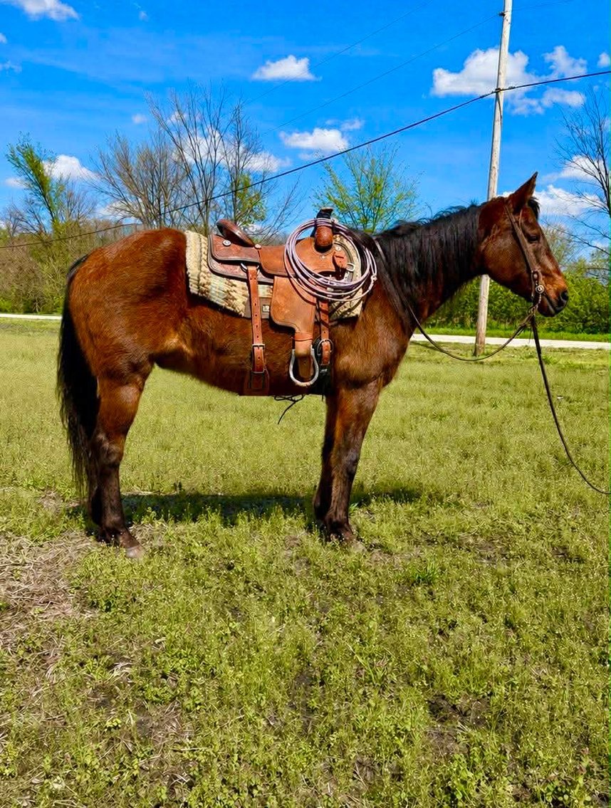 Image for Hamilton County Horse & Tack Sale -SATURDAY May 2nd -  Noblesville, IN