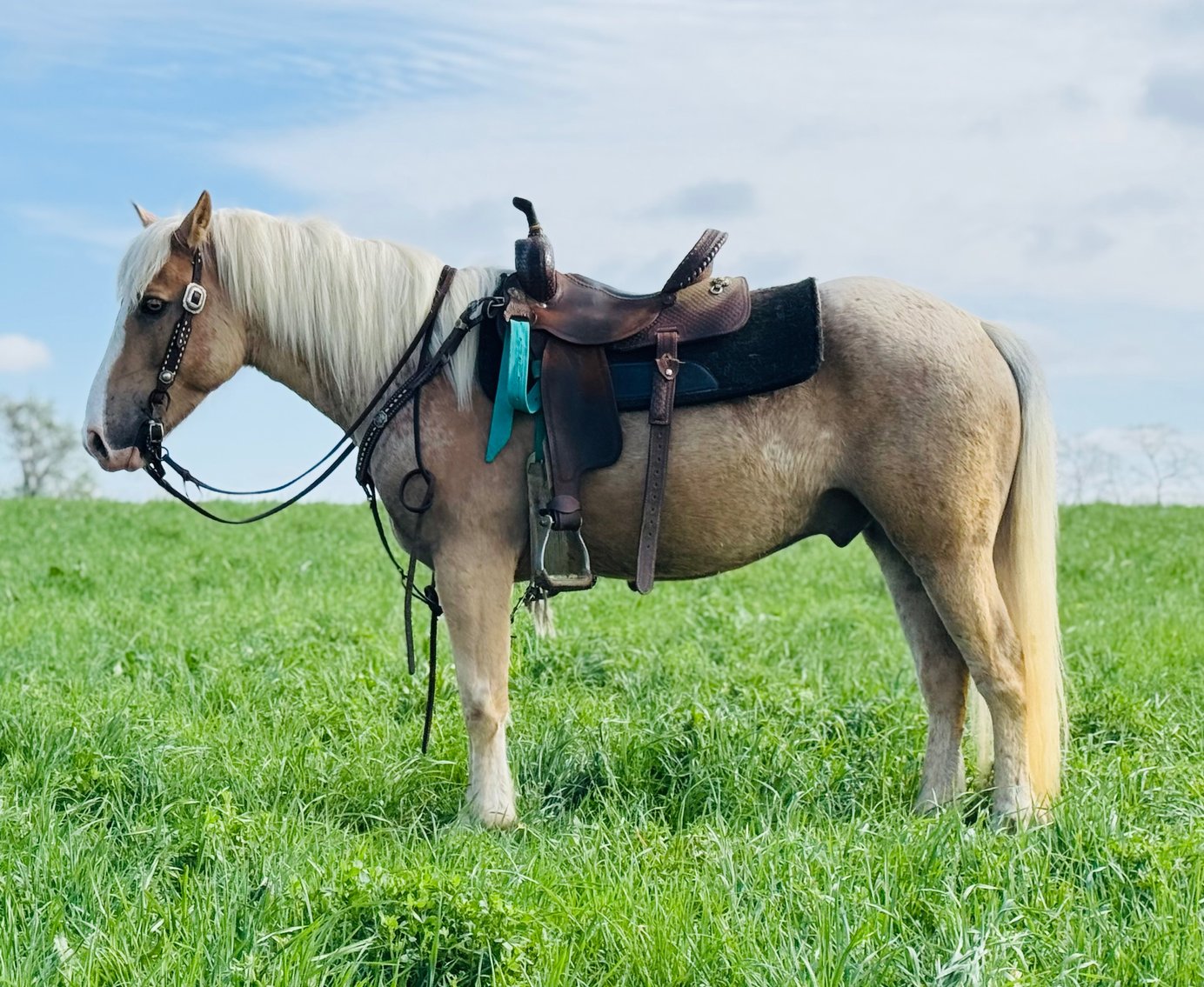 Image for Hamilton County Horse & Tack Sale -SATURDAY May 16th -  Noblesville, IN