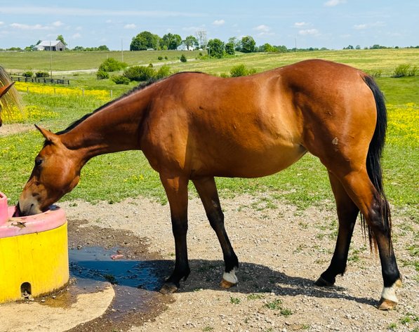 Image for Hamilton County Horse & Tack Sale -SATURDAY May 16th -  Noblesville, IN