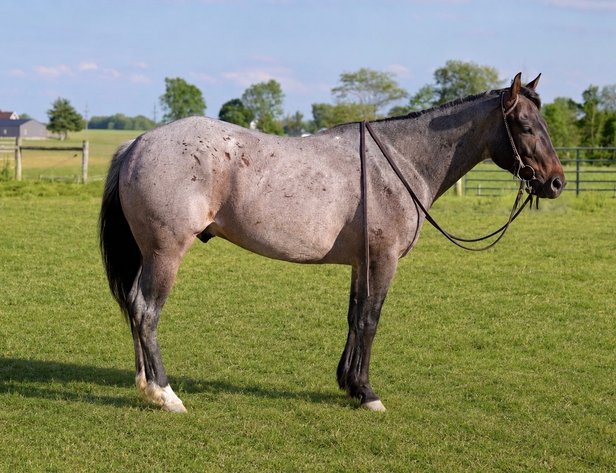 Image for Hamilton County Horse & Tack Sale -SATURDAY June 6th -  Noblesville, IN