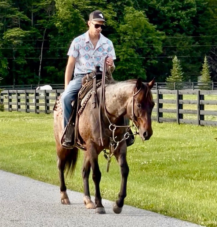 Image for Hamilton County Horse & Tack Sale -SATURDAY June 6th -  Noblesville, IN