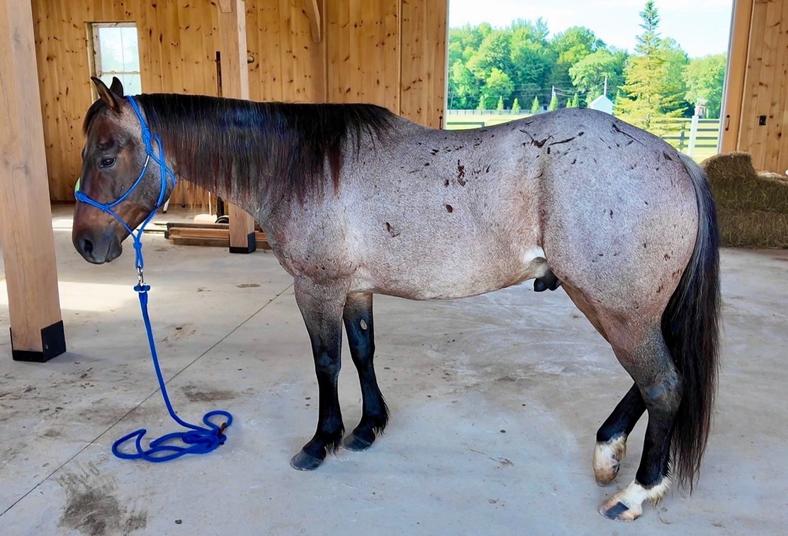 Image for Hamilton County Horse & Tack Sale -SATURDAY June 6th -  Noblesville, IN