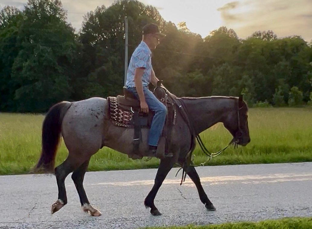 Image for Hamilton County Horse & Tack Sale -SATURDAY June 6th -  Noblesville, IN