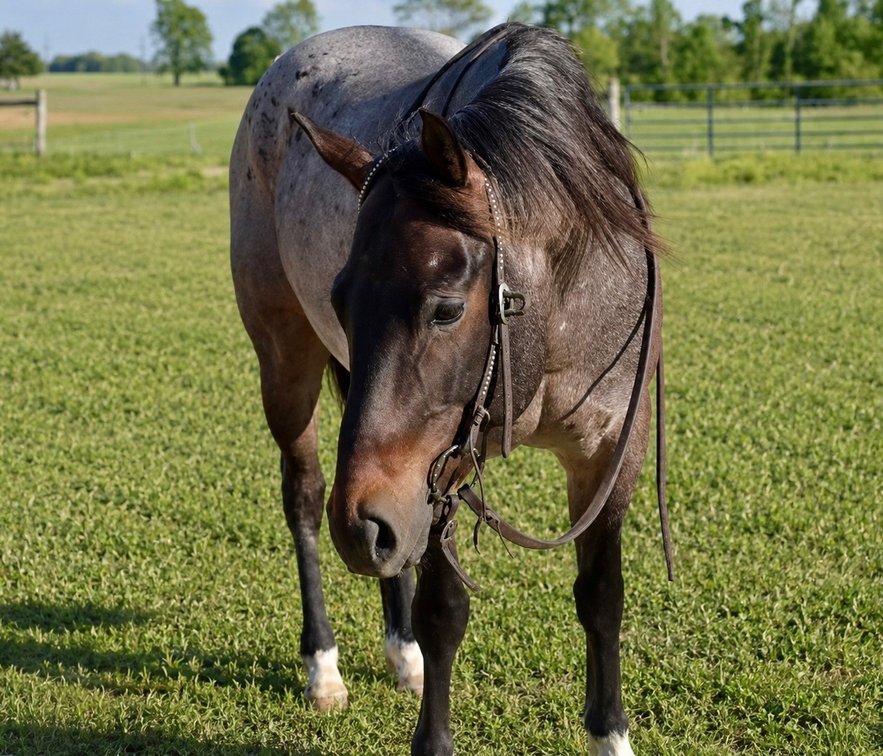 Image for Hamilton County Horse & Tack Sale -SATURDAY June 6th -  Noblesville, IN