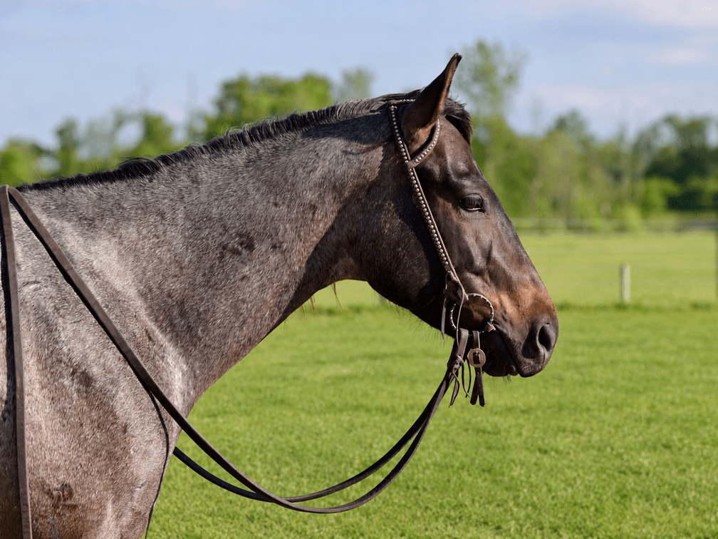 Image for Hamilton County Horse & Tack Sale -SATURDAY June 6th -  Noblesville, IN
