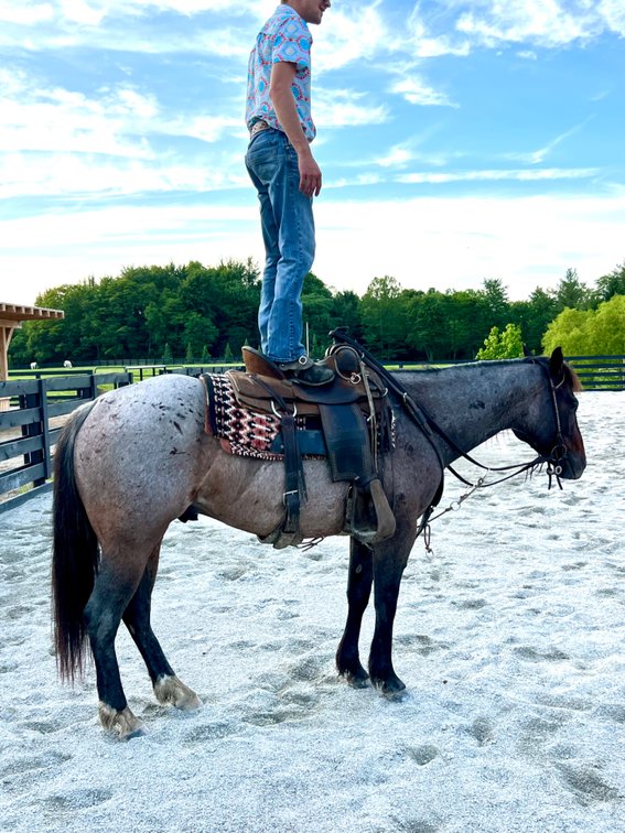 Image for Hamilton County Horse & Tack Sale -SATURDAY June 6th -  Noblesville, IN