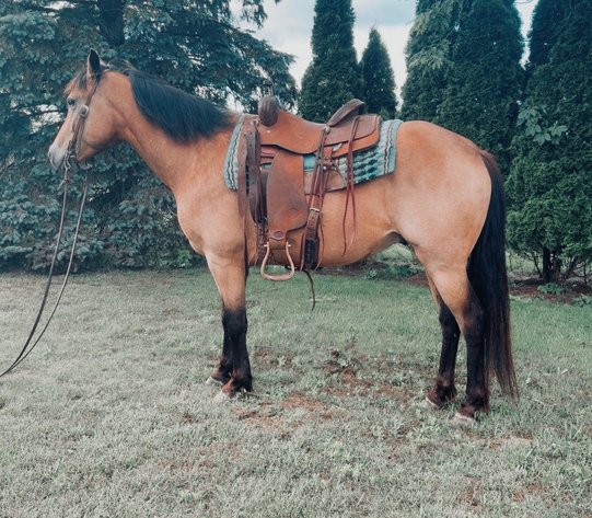 Image for Hamilton County Horse & Tack Sale -SATURDAY June 20th-Noblesville, IN