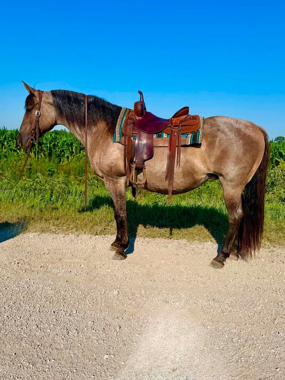 Image for Hamilton County Horse & Tack Sale -SATURDAY July 18th-Noblesville, IN