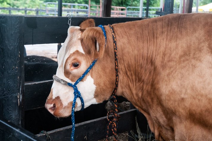 Image for Loudoun County Fair Youth Livestock Auction